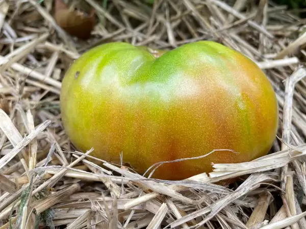 Tomaten: Ananas Noire