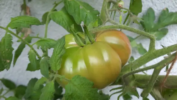 Tomaten: Ananas Noire