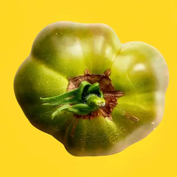 Tomaten: Ananas Noire