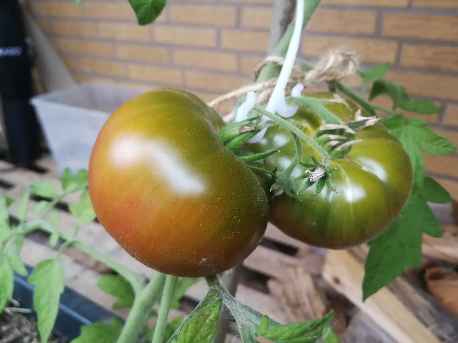 Tomaten: Ananas Noire