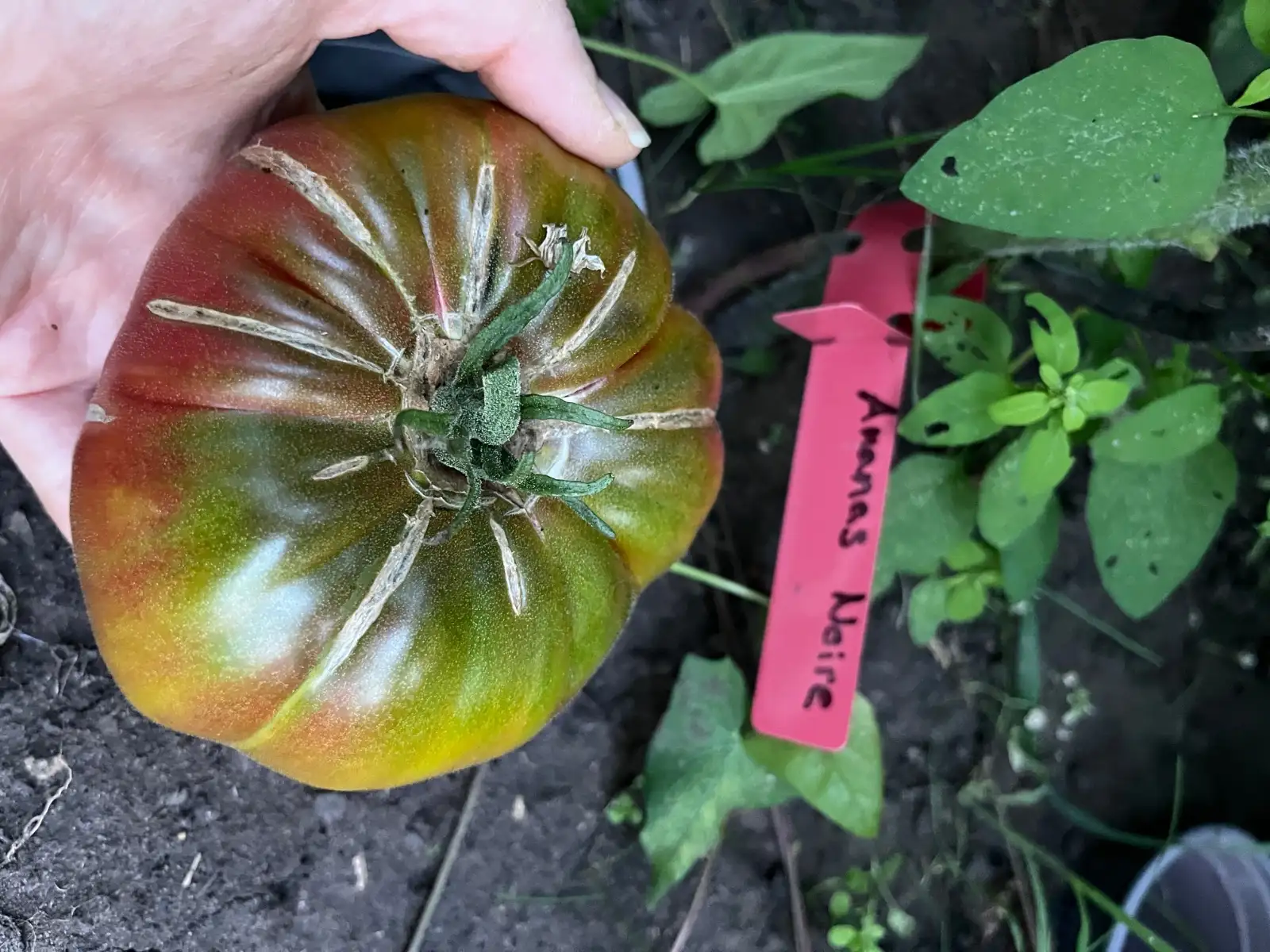 Tomaten: Ananas Noire
