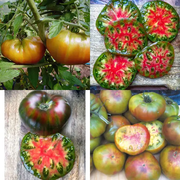 Tomaten: Ananas Noire