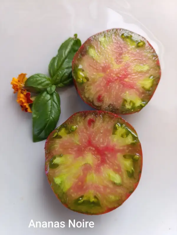 Tomaten: Ananas Noire