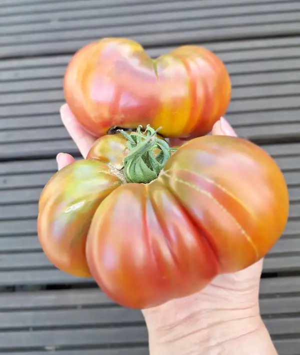 Tomaten: Ananas Noire