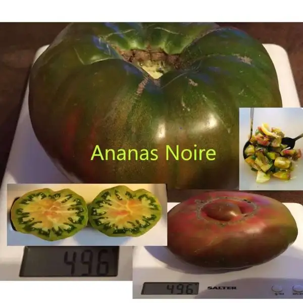 Tomaten: Ananas Noire