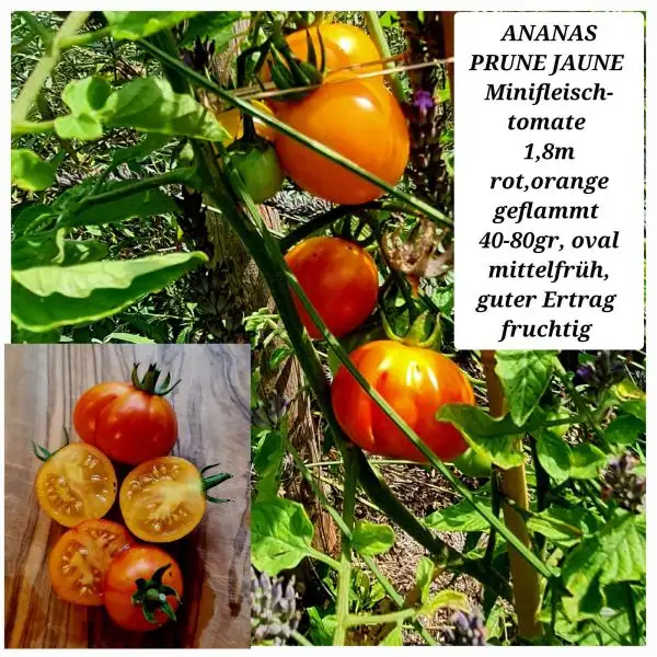 Tomaten: Ananas Prune Jaune