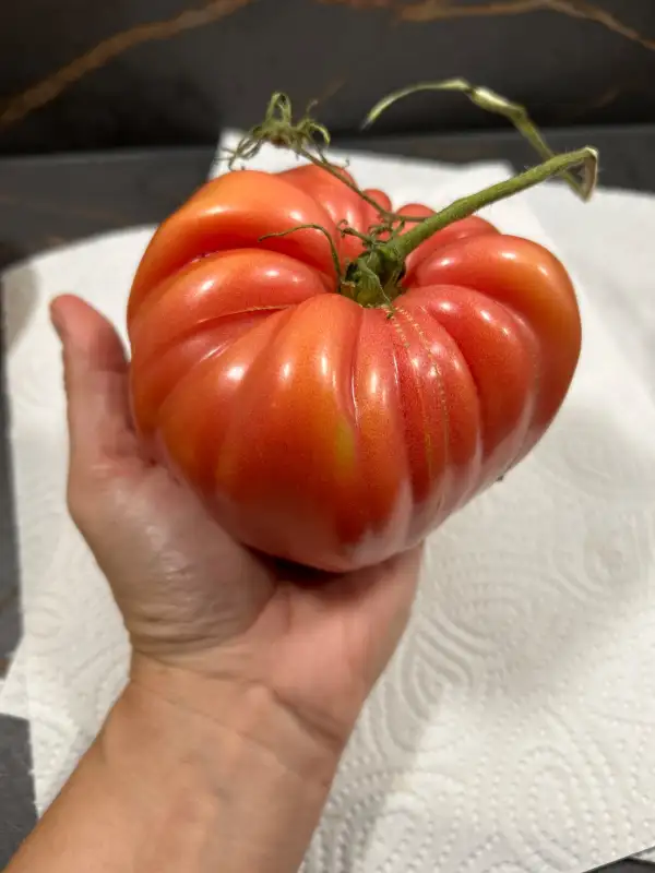 Tomaten: Ananas rosa/ Kreuzung Mariannas F4 nicht samenfest