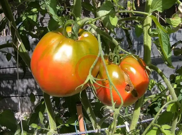 Tomaten: Ananas Serdce