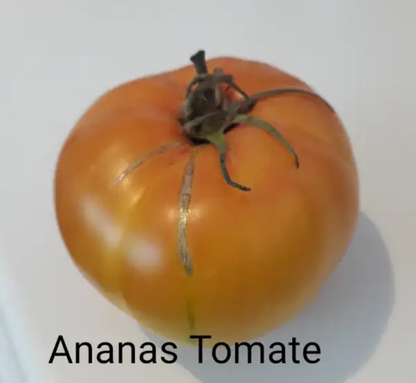 Tomaten: Ananas Tomate