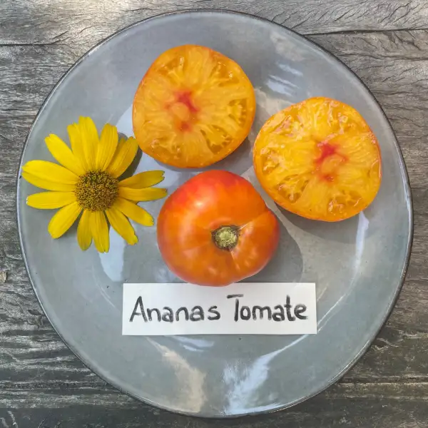 Tomaten: Ananas Tomate