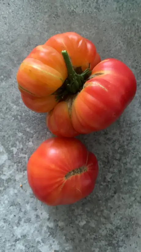 Tomaten: Ananas Tomate