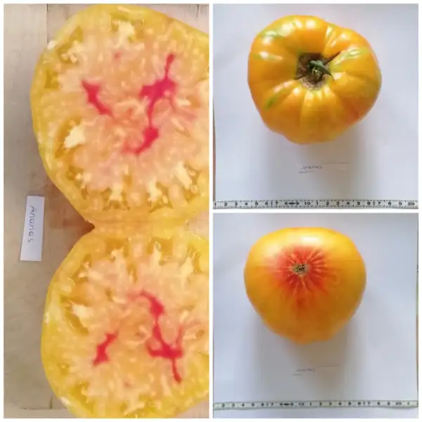Tomaten: Ananas Tomate