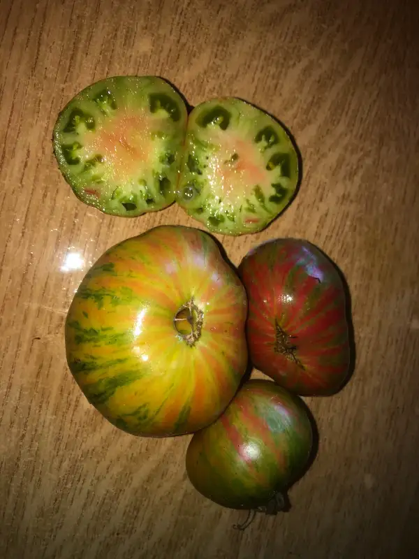 Tomaten: Ananas Zebra