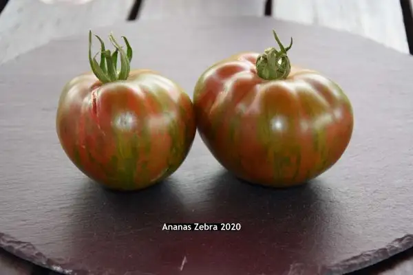 Tomaten: Ananas Zebra