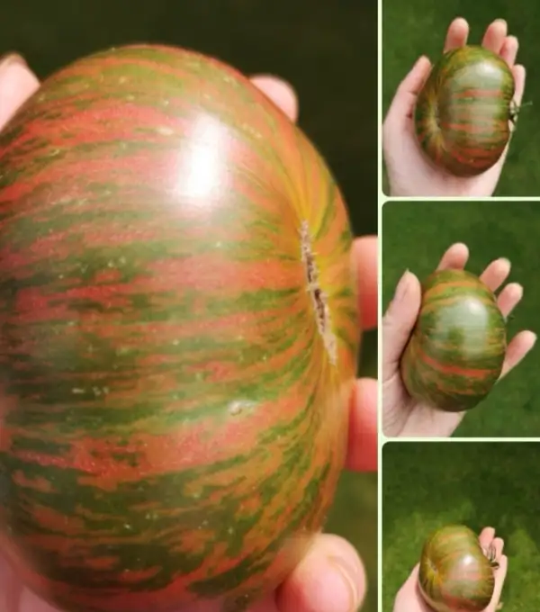 Tomaten: Ananas Zebra
