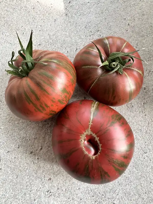 Tomaten: Ananas Zebra