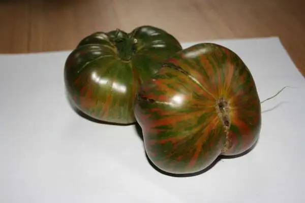 Tomaten: Ananas Zebra