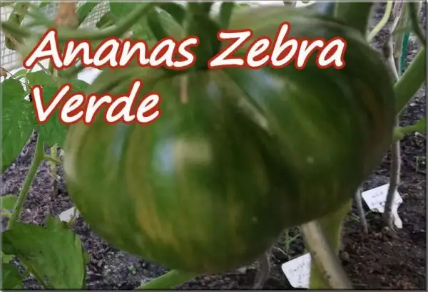 Tomaten: Ananas Zebra Verde