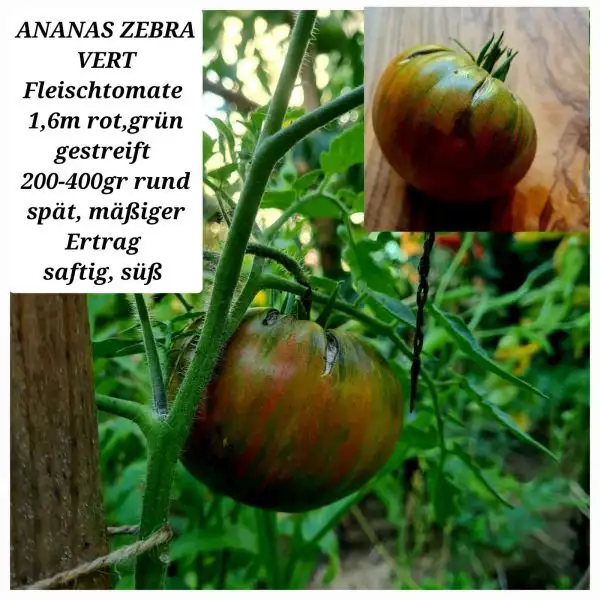 Tomaten: ANANAS ZEBRA VERT