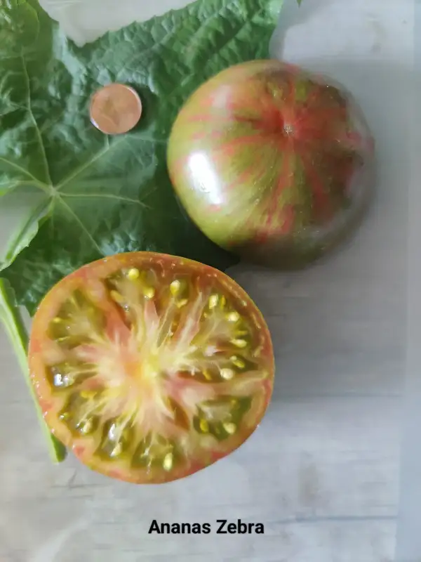 Tomaten: Ananas Zebra Verte