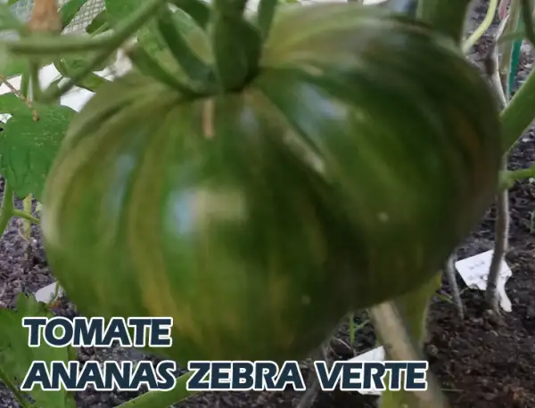 Tomaten: Ananas Zebra Verte