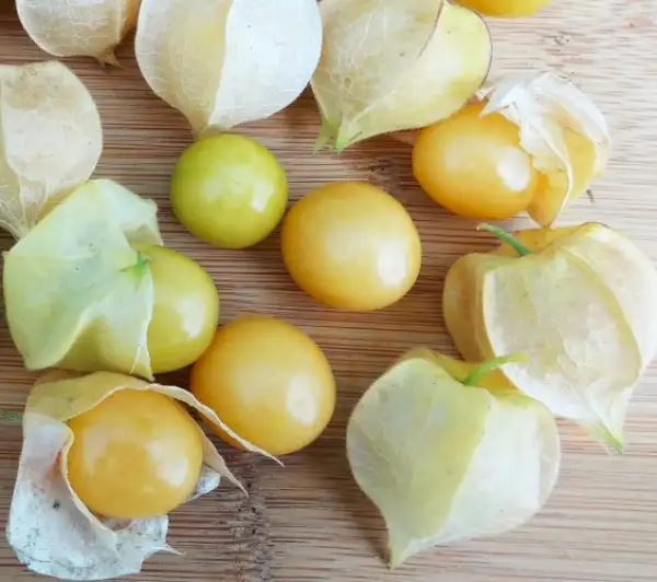 Physalis: Ananaskirsche