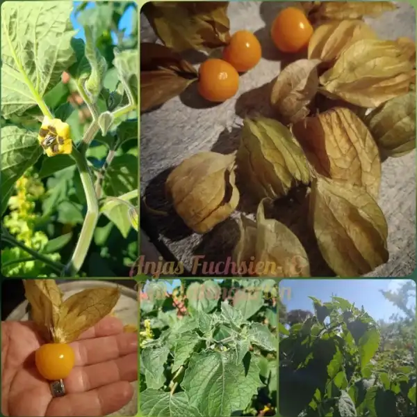 Physalis: Ananaskirsche