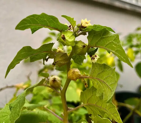 Physalis: Ananaskirsche Hermelinda