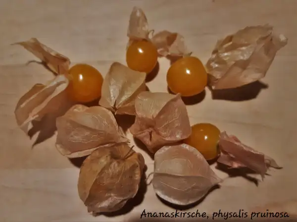 Physalis: Ananaskirsche, physalis pruinosa