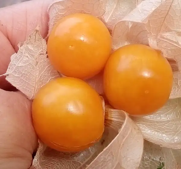 Beeren: Ananaskirsche Zolotya Rossip - früh, ertragreich und aromatisch