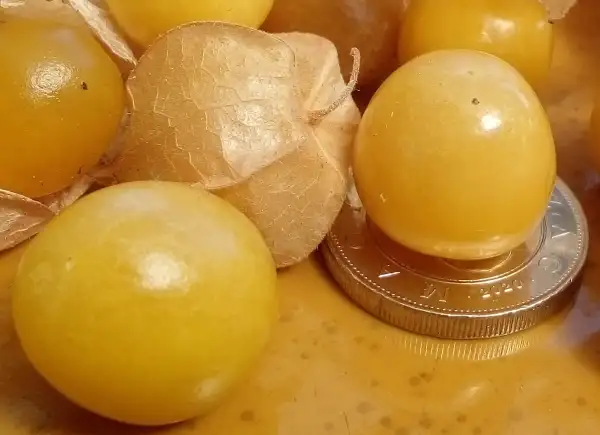 Beeren: Ananaskirsche Zolotya Rossip - früh, ertragreich und aromatisch