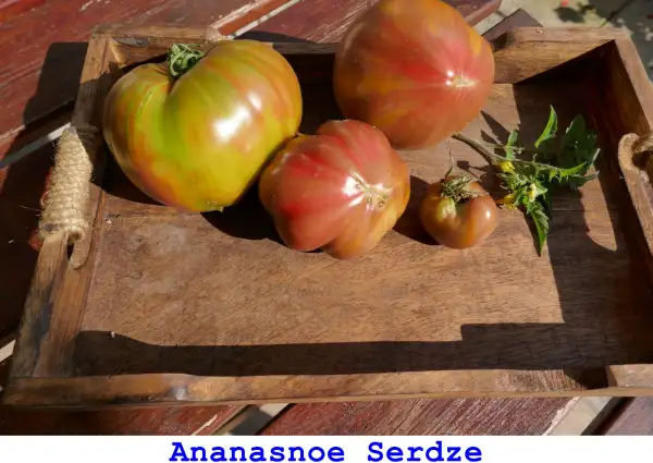 Tomaten: Ananasnoe Serdze