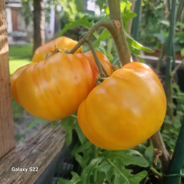 Tomaten: Ananastomate