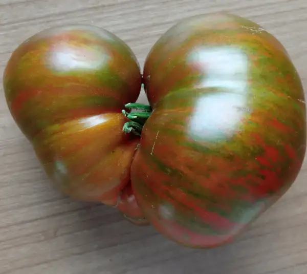 Tomaten: Ananastomate