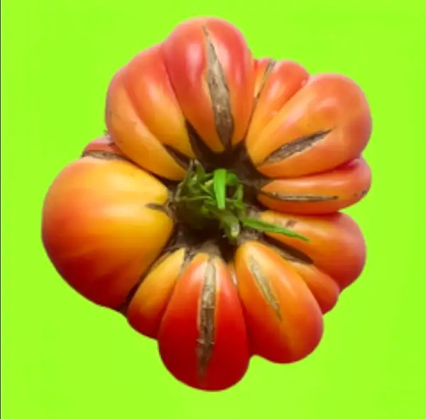 Tomaten: Ananastomate