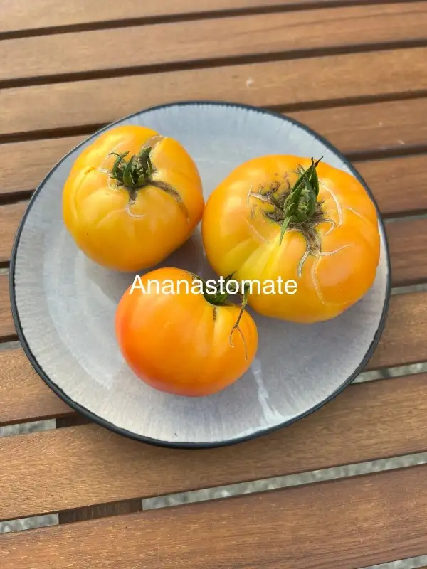 Tomaten: Ananastomate