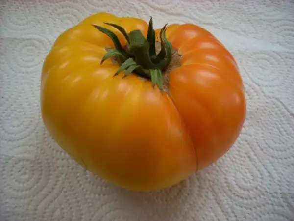 Tomaten: Ananastomate orange  1kg