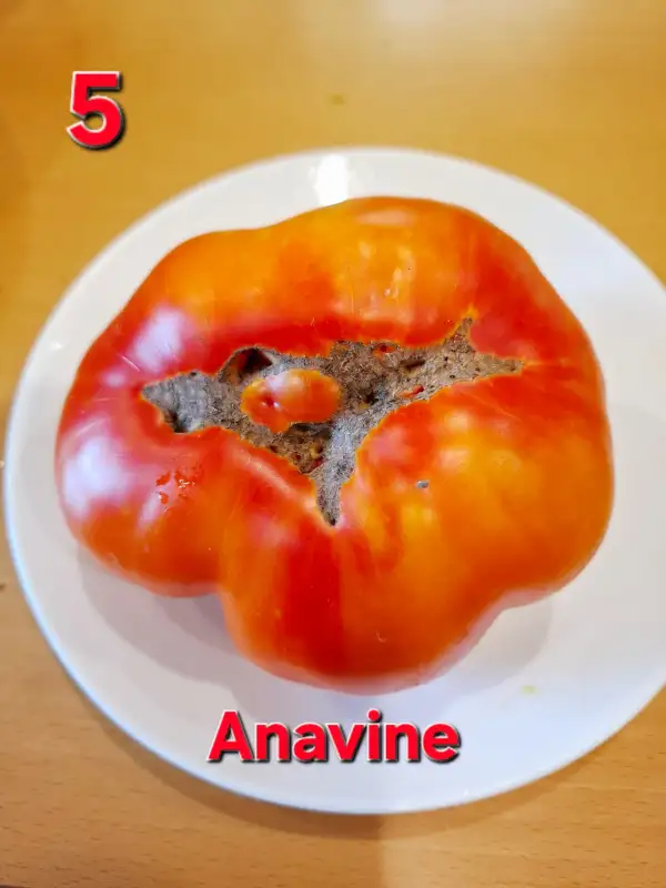 Tomaten: Anavine