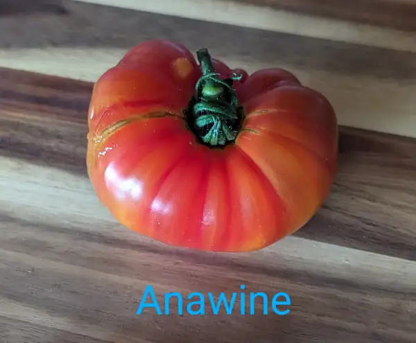 Tomaten: Anawine