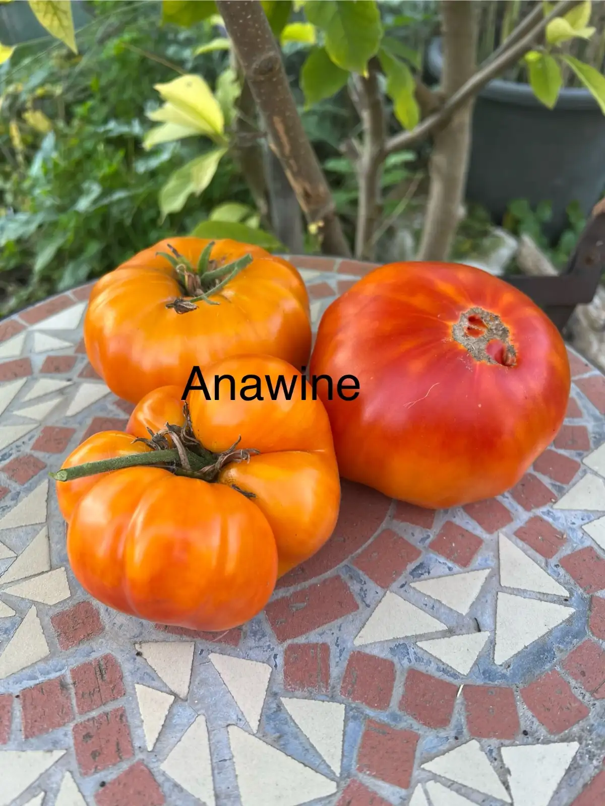 Tomaten: Anawine