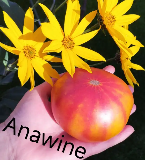 Tomaten: Anawine