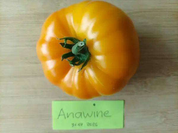 Tomaten: Anawine