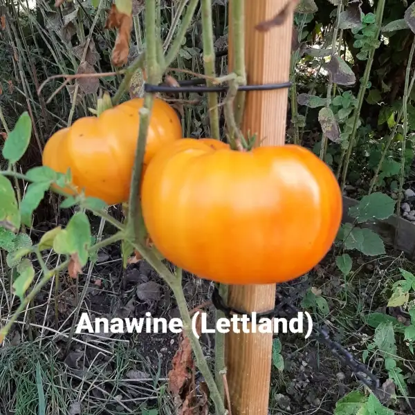 Tomaten: Anawine