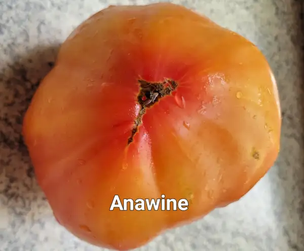 Tomaten: Anawine