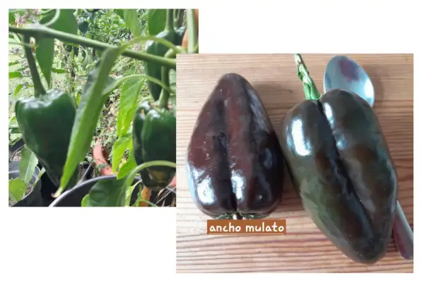 Paprika: Ancho Mulato