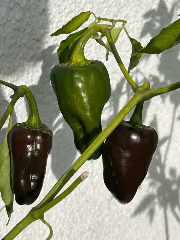 Chili: Ancho Mulato