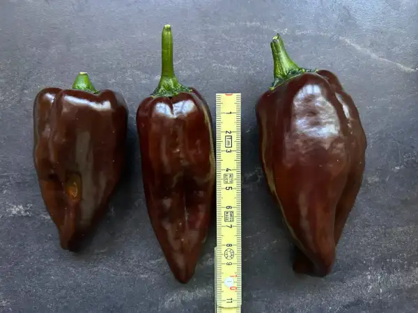 Paprika: Ancho Mulato Poblano