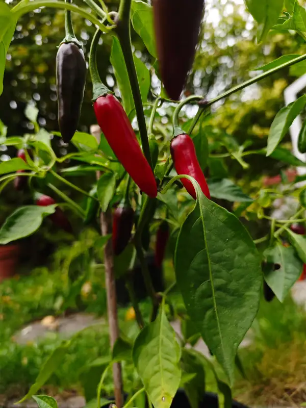 Chili / Paprika: Ancho San Louis