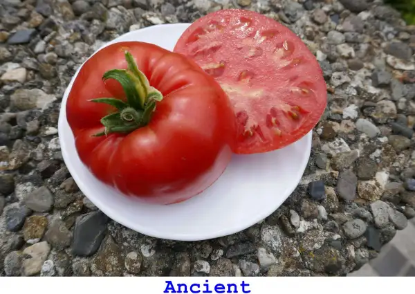 Tomaten: Ancient