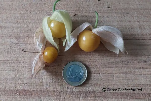 Beeren: Andenbeere